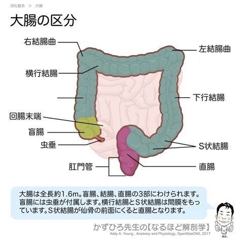 大腸 方向